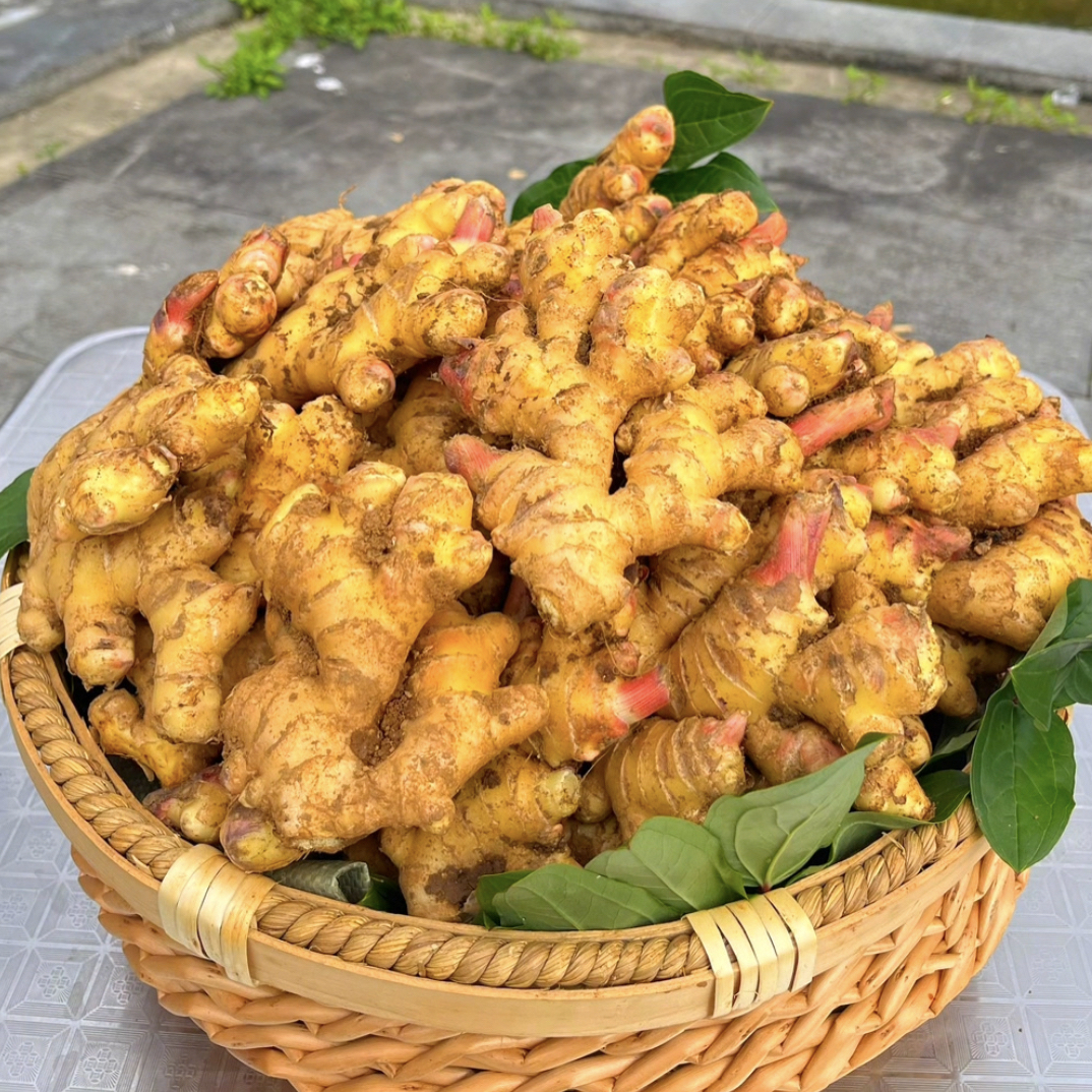 云南贵州高山现挖新鲜中黄姜老黄正宗老黄姜香味浓郁辛辣够味包邮