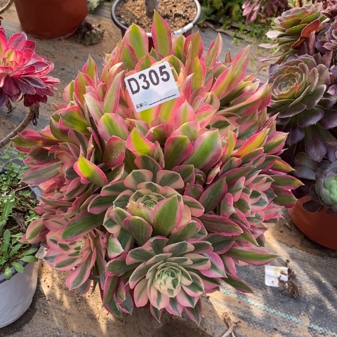 女神多肉植物法师