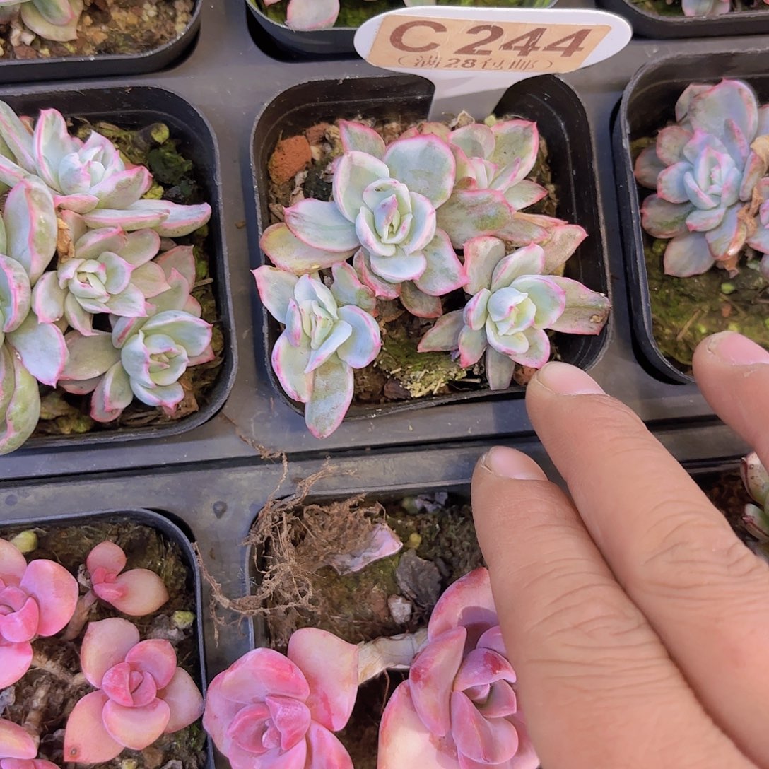 C244伯克利锦一物一拍