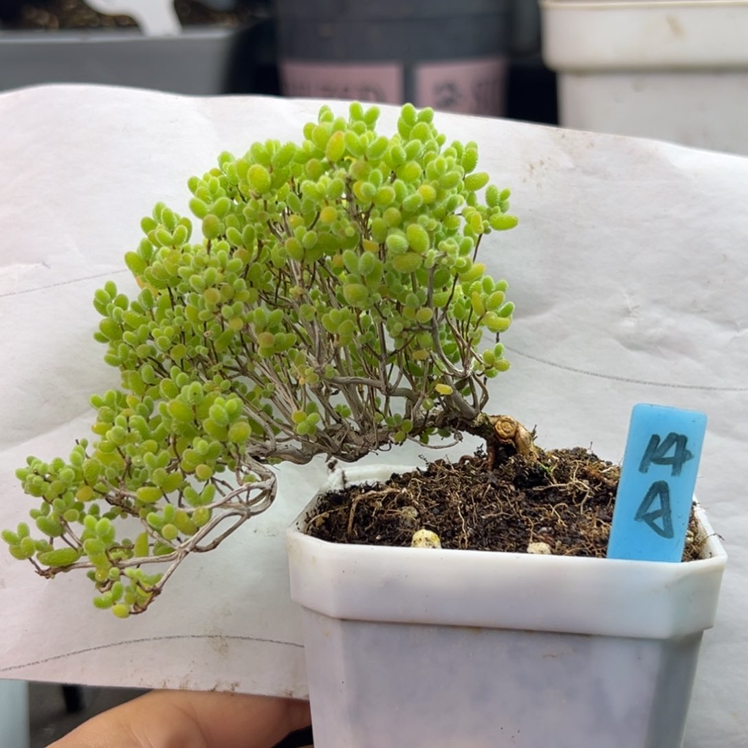 浅*蜜橘糖球飘桩14号