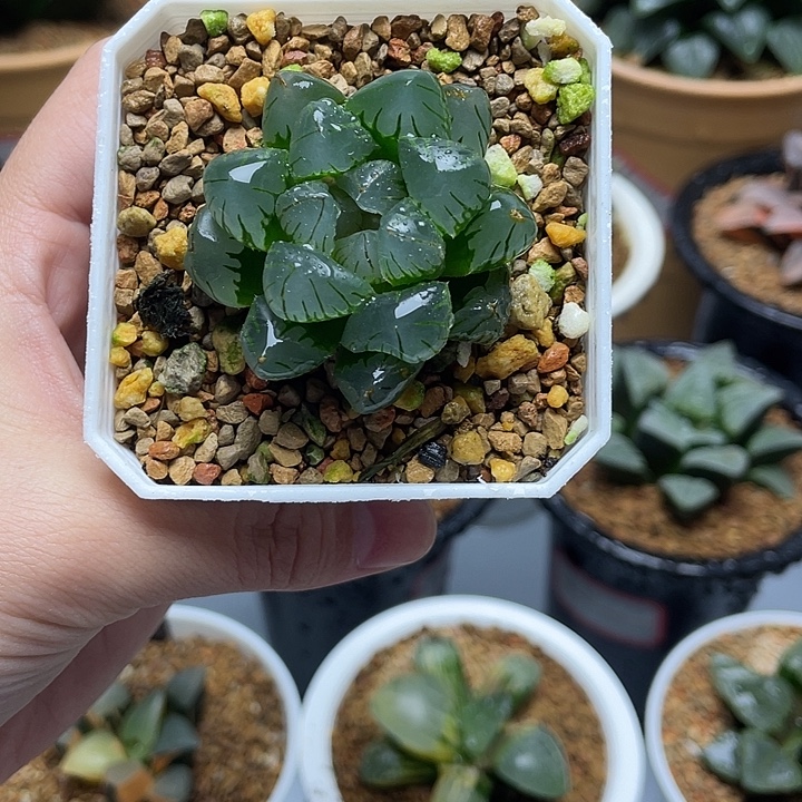 疯***o专拍专拍专拍专拍专拍专拍专拍专拍专拍