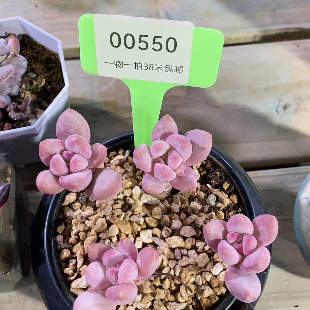 00550low v魔芋姐姐