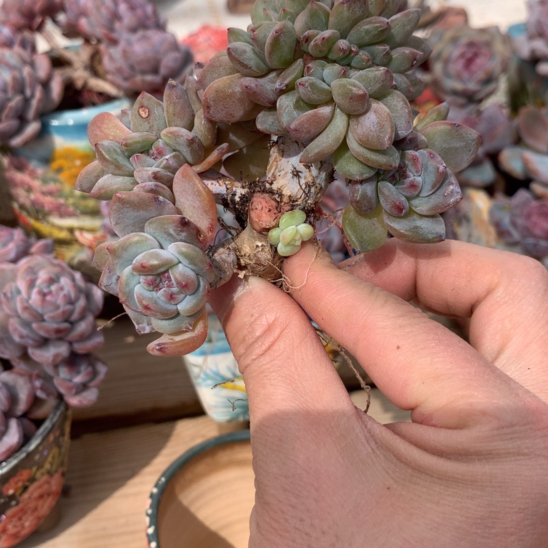 憨**?甜甜姐突尼斯发货多肉