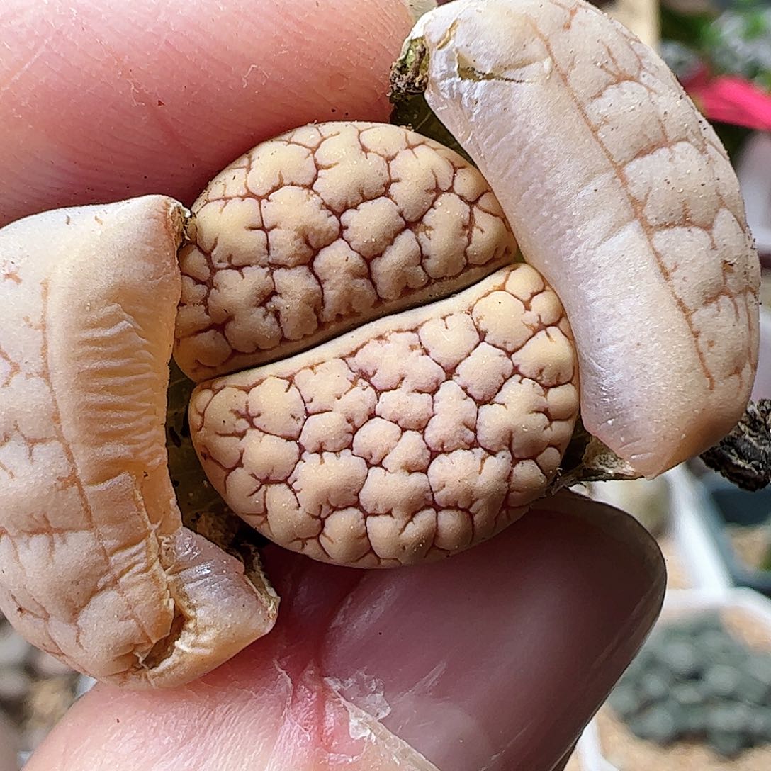 荒玉一颗………………02