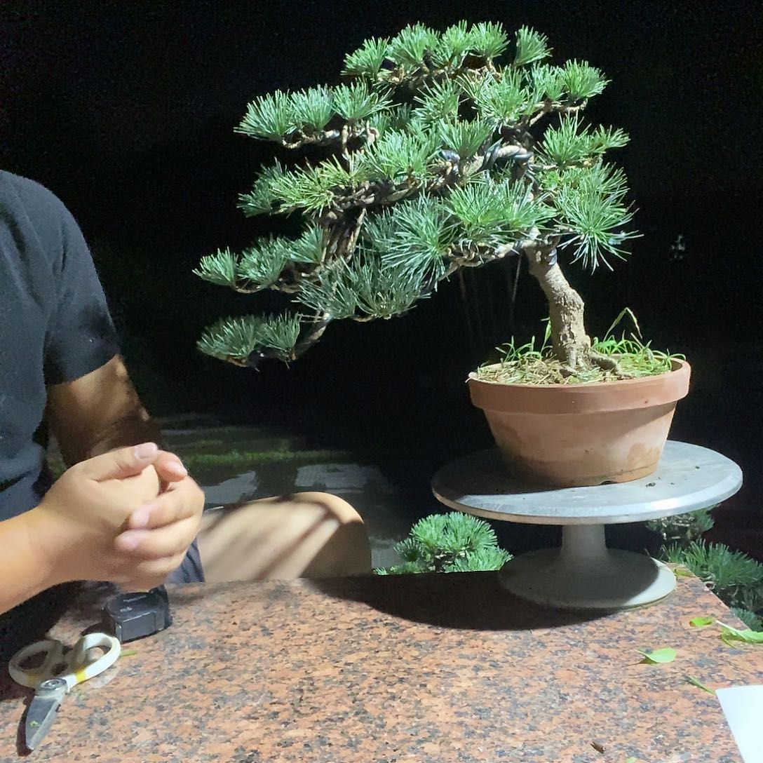 勇***哥无花朵五针松五针松五针松