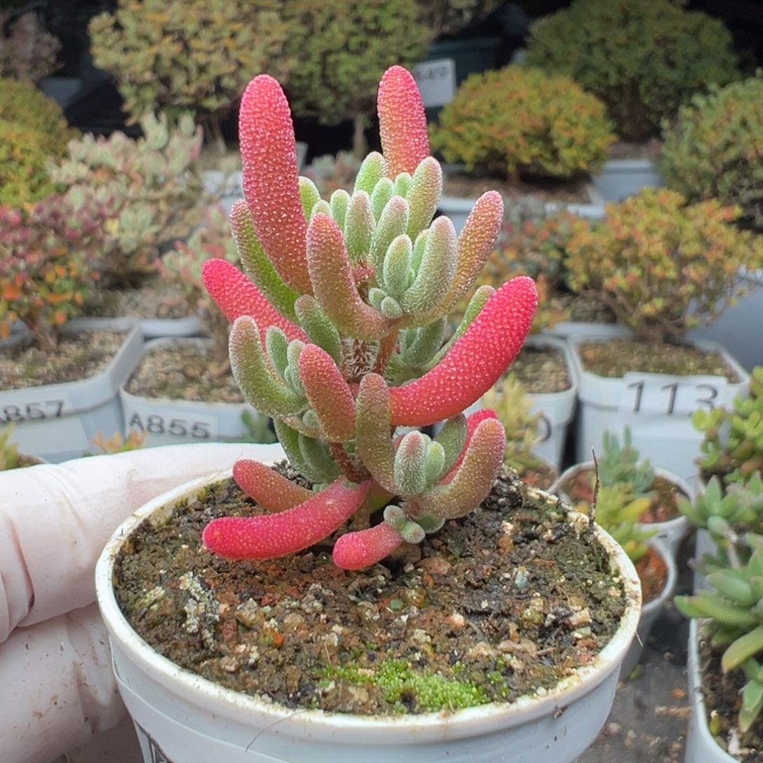 A881红叶枝干一物一拍