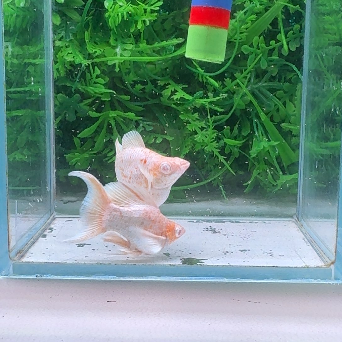 黑玛丽鱼887号玛丽2条