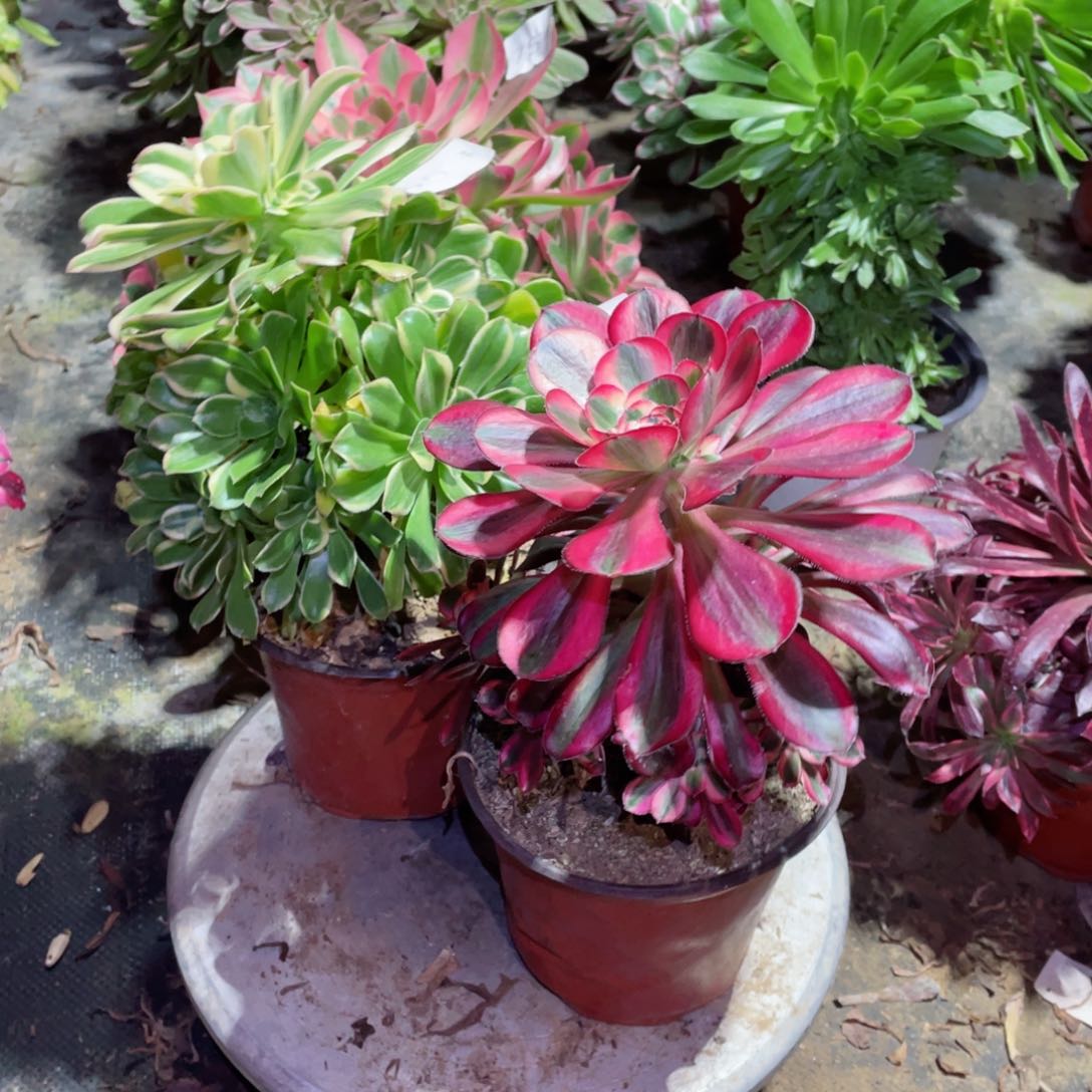 多肉植物组合2颗688