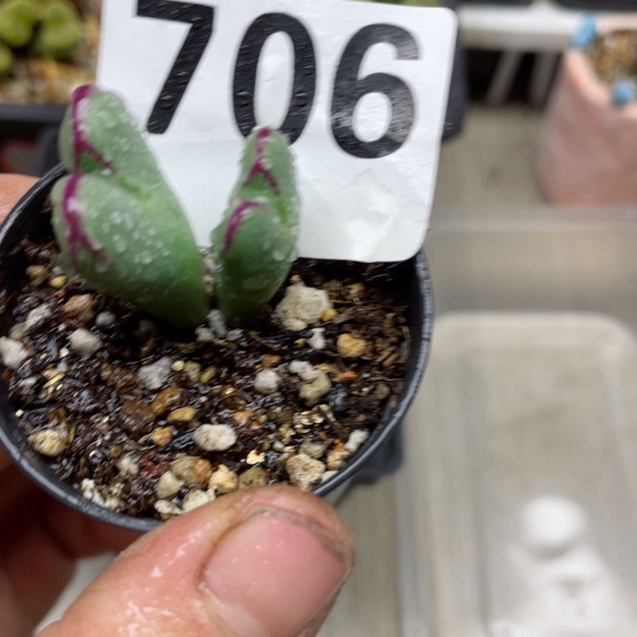 706红边少将带盆