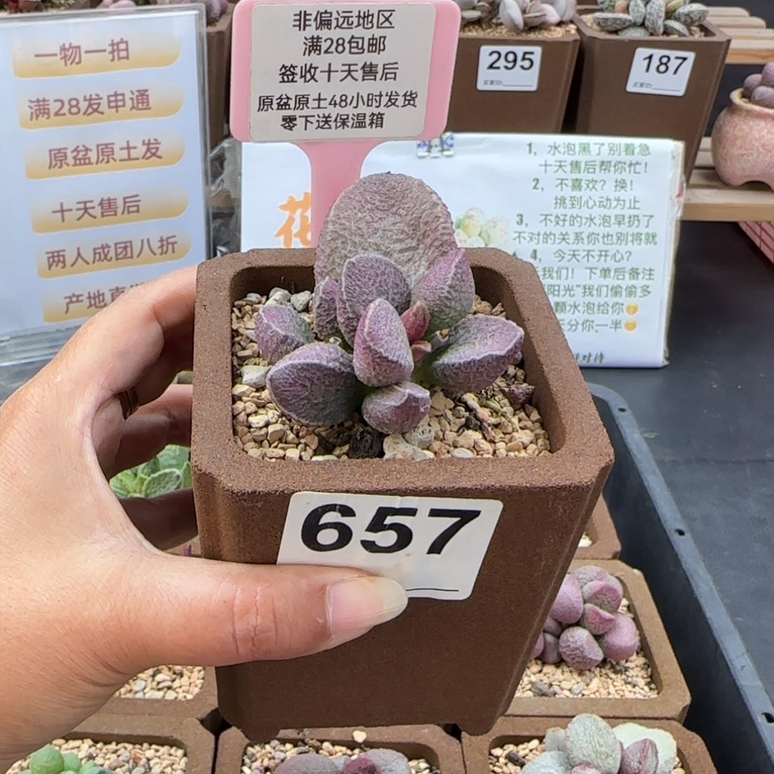 657哈莫猪肝多肉植物