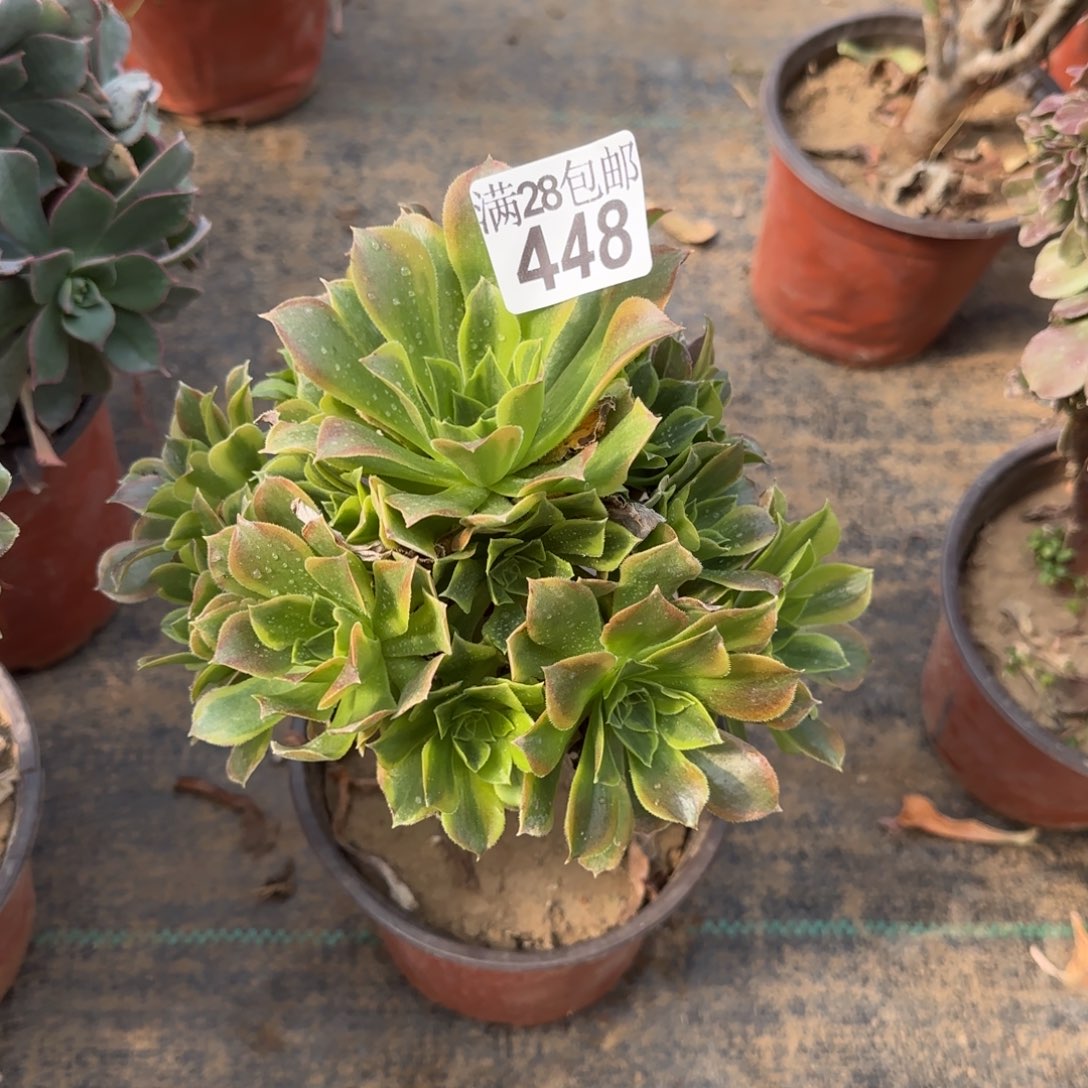 青檬多肉448满28包邮断枝不包