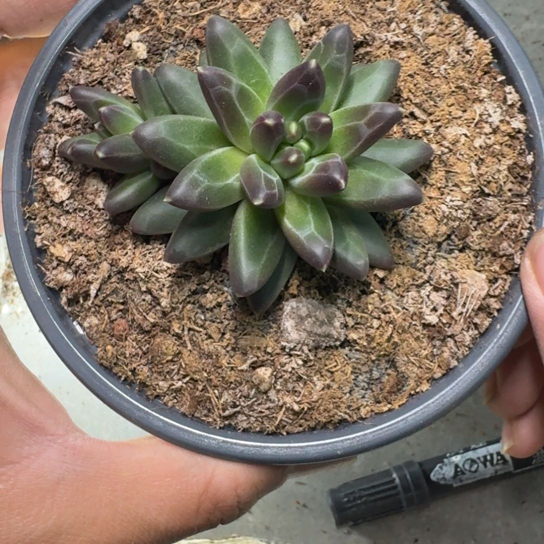 美人杂交 一物一拍