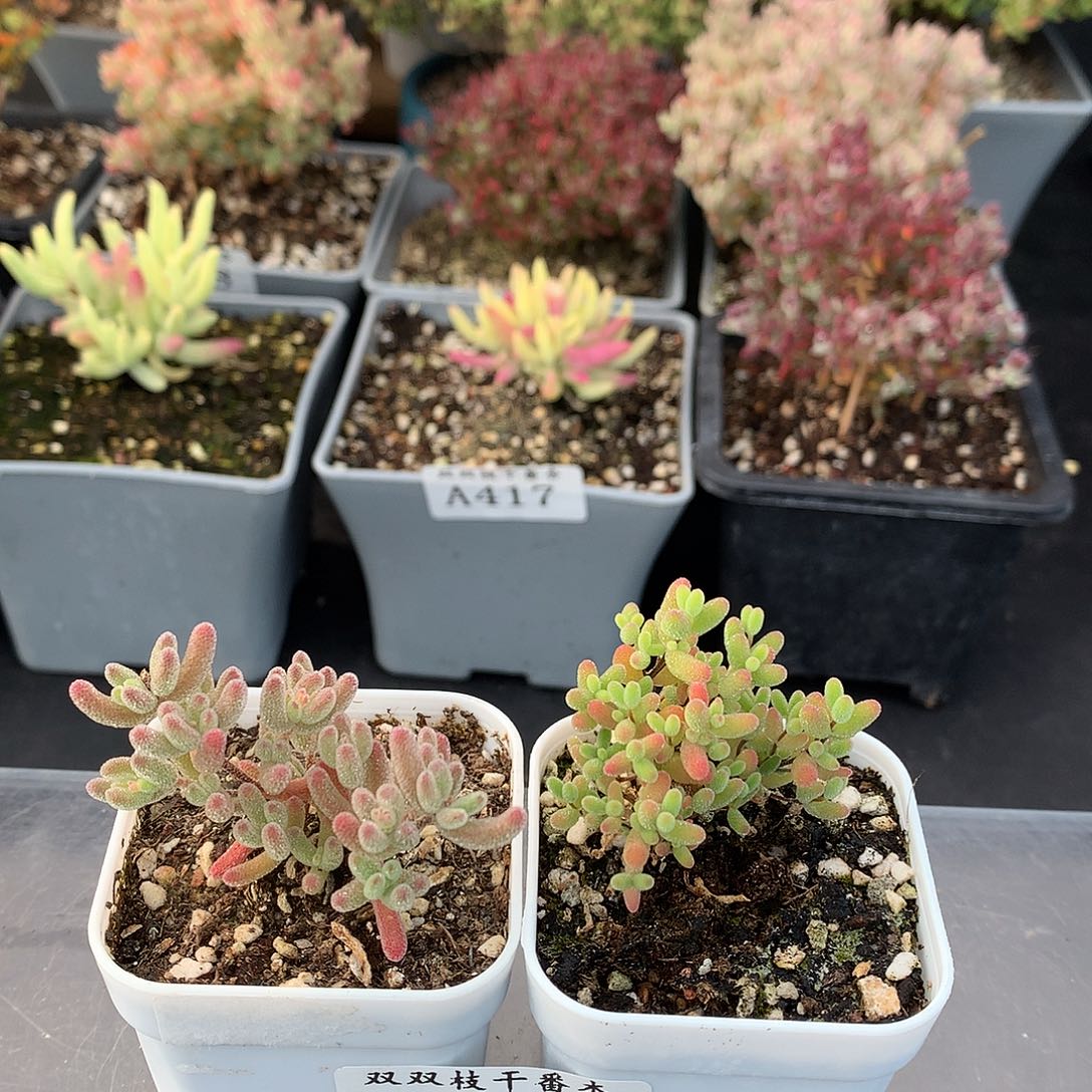 426冰晶杂红叶蜜橘。     