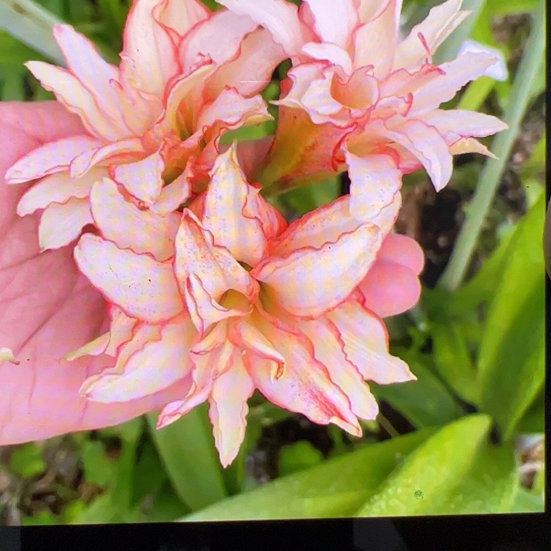 朱顶红姬胧月3cm+