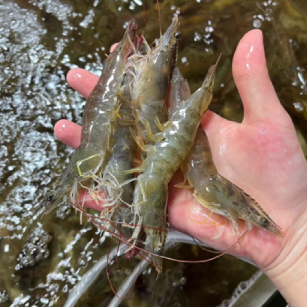 明虾1斤（包鲜不包活）