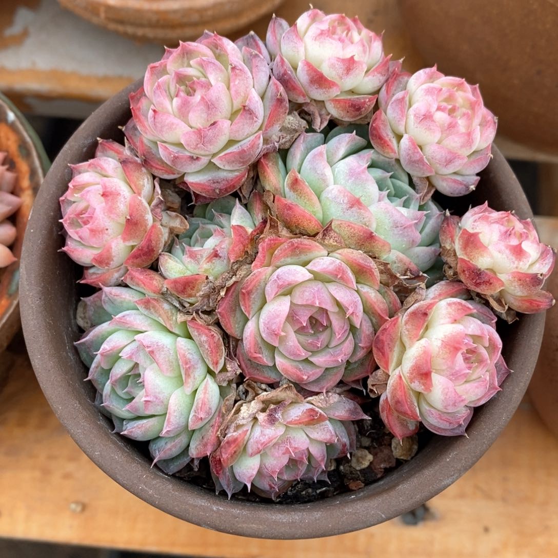 精品多肉一物一拍127