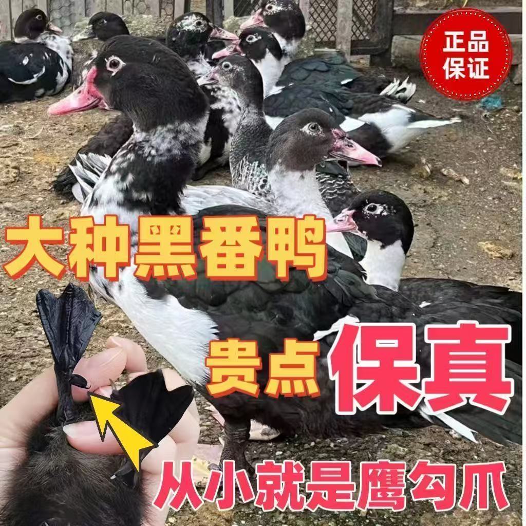 宠物鸭大种黑番鸭花番鸭苗纯种白番鸭西洋鸭火鸭鸳鸯鸭苗正宗番鸭