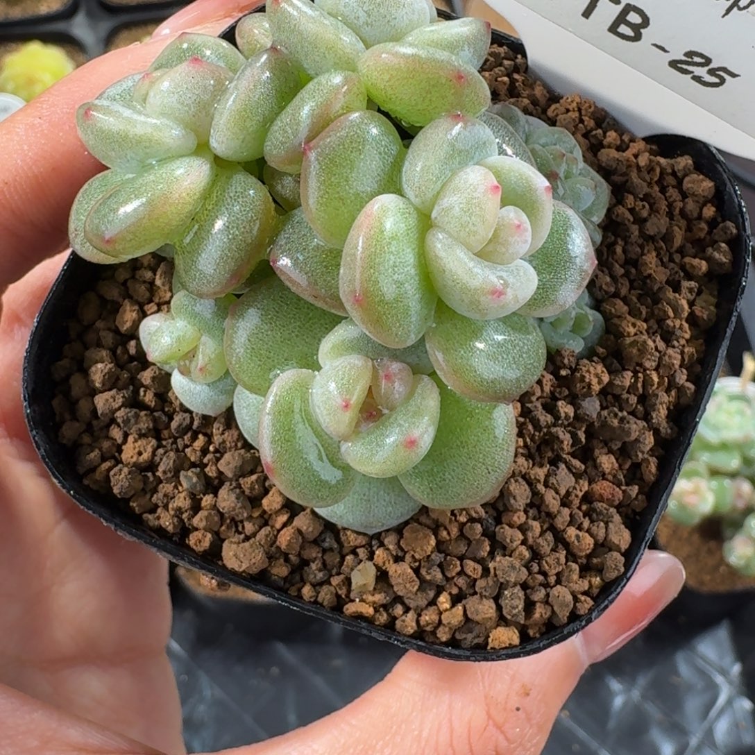 1126-25-团圆群生