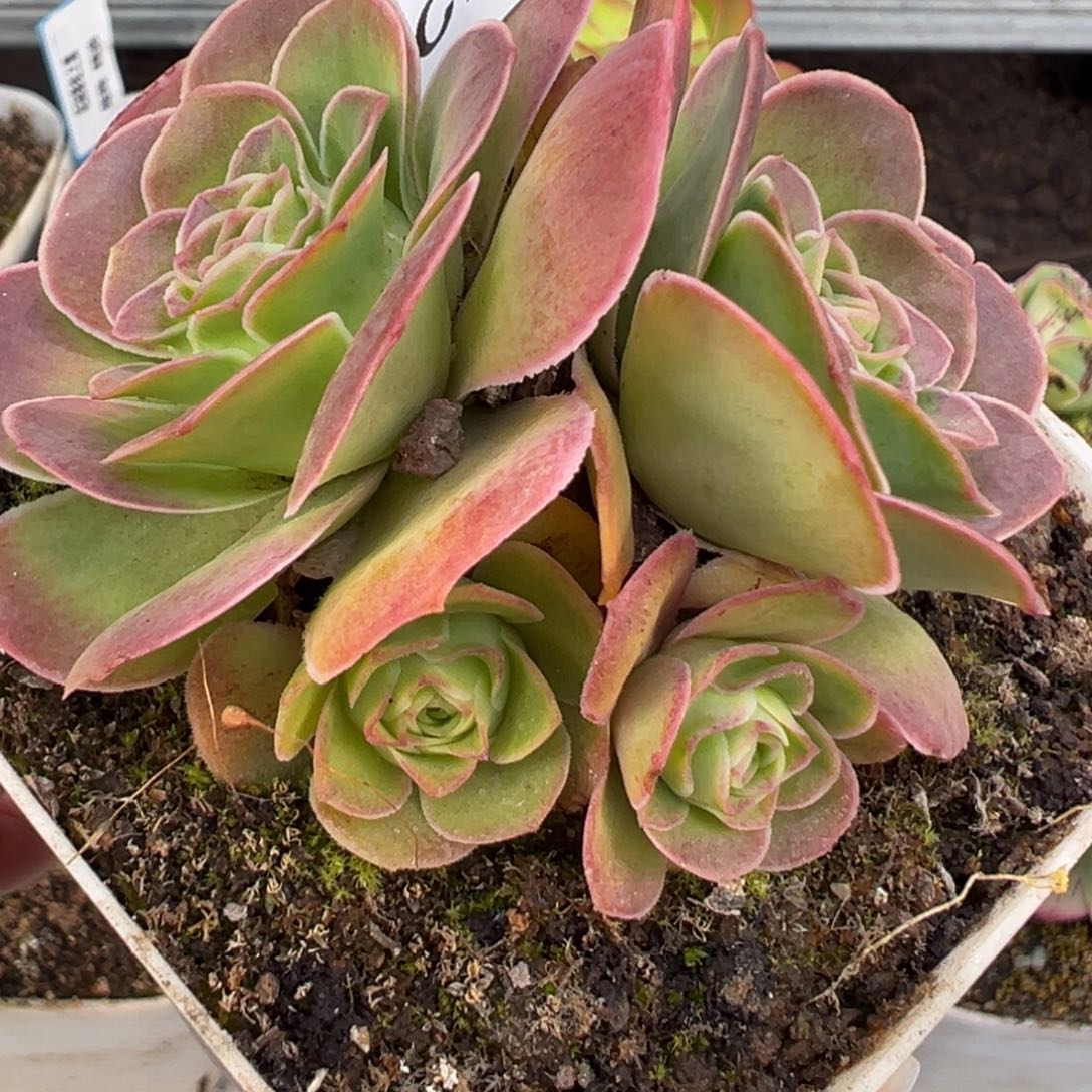 陈陈903开播福利不知名