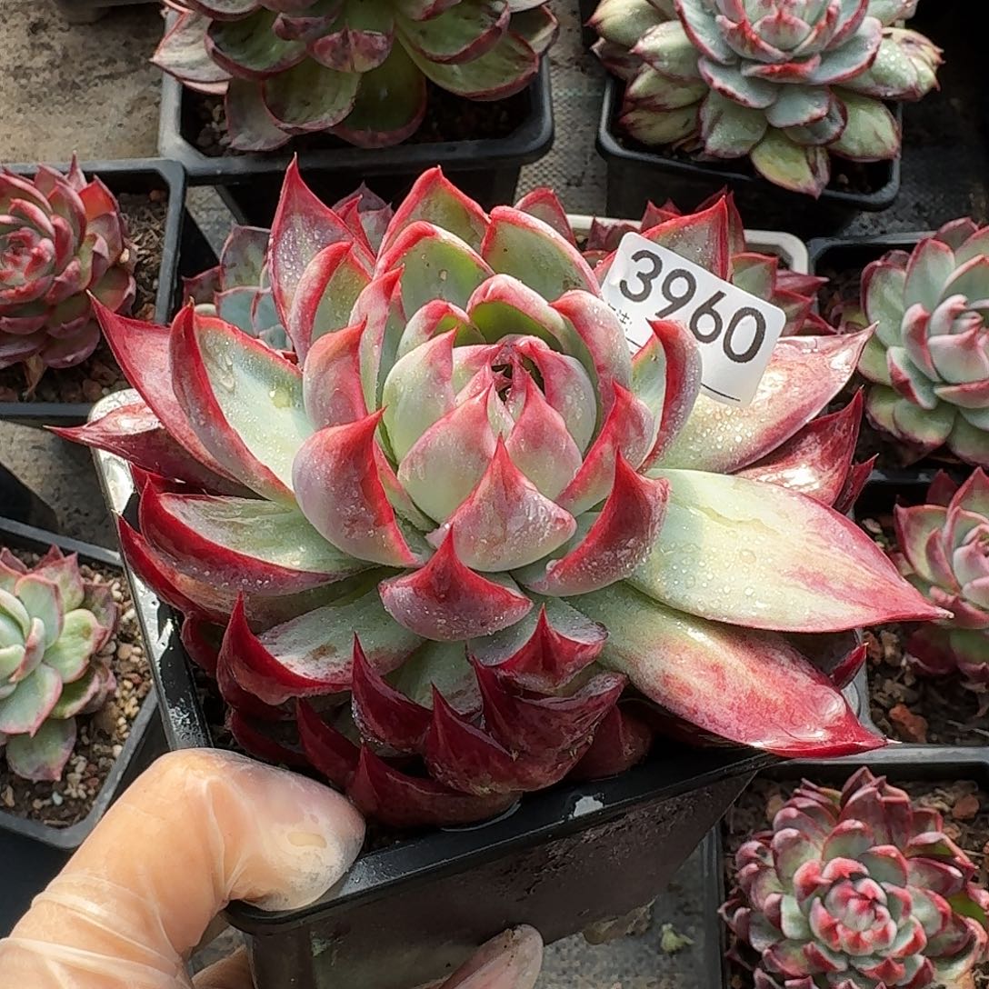 惊鸿惊鸿惊鸿 3960............