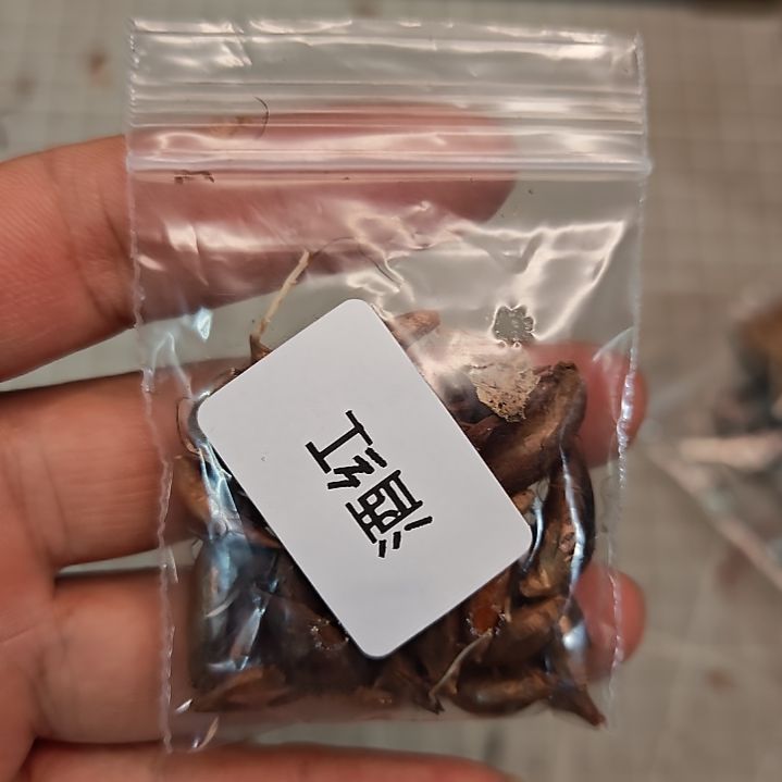 酢浆草早花纤细酒红