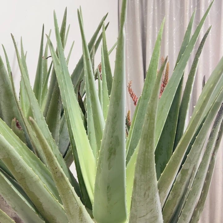 无花朵整颗20斤重库拉索芦荟