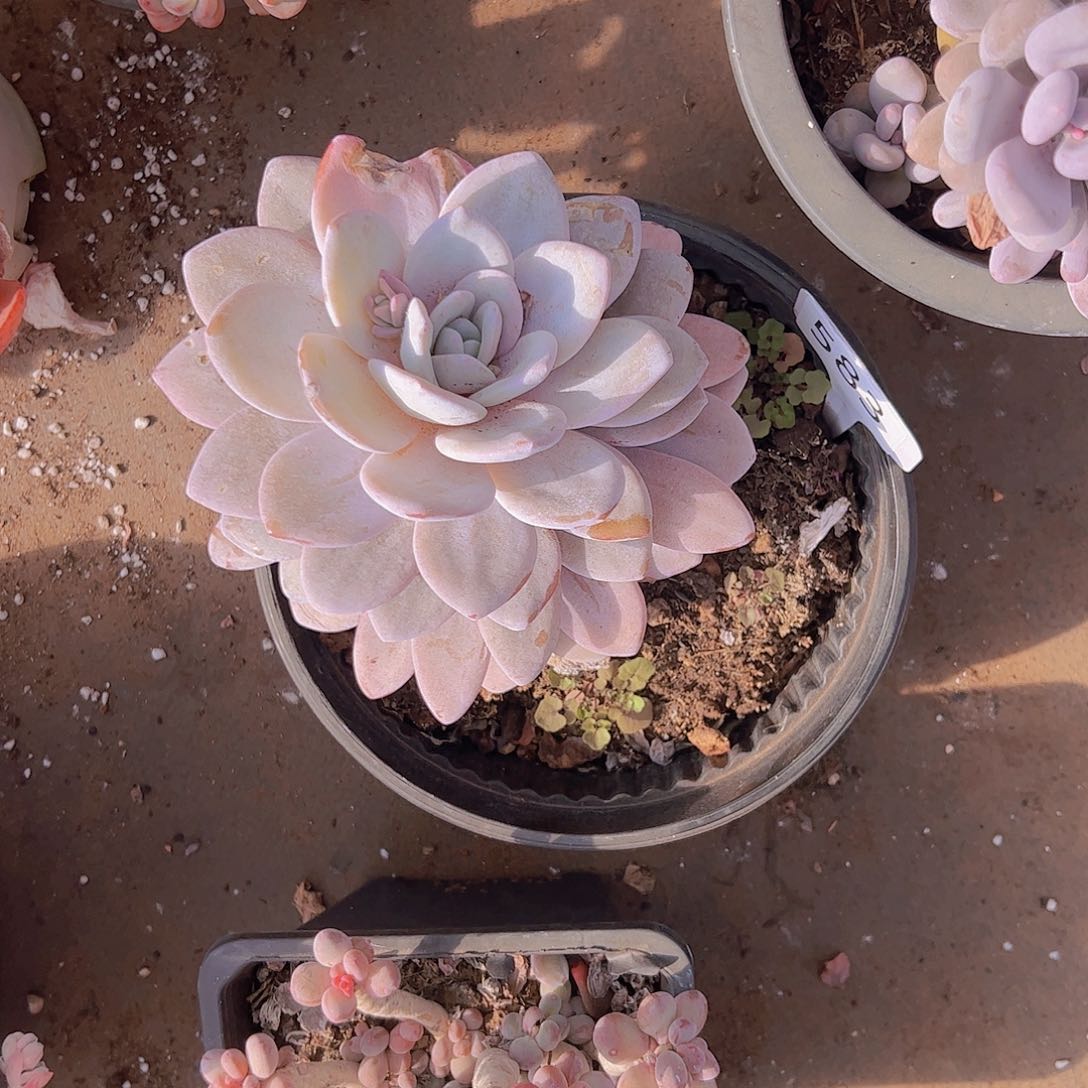 ?**e583雪莲10不售后