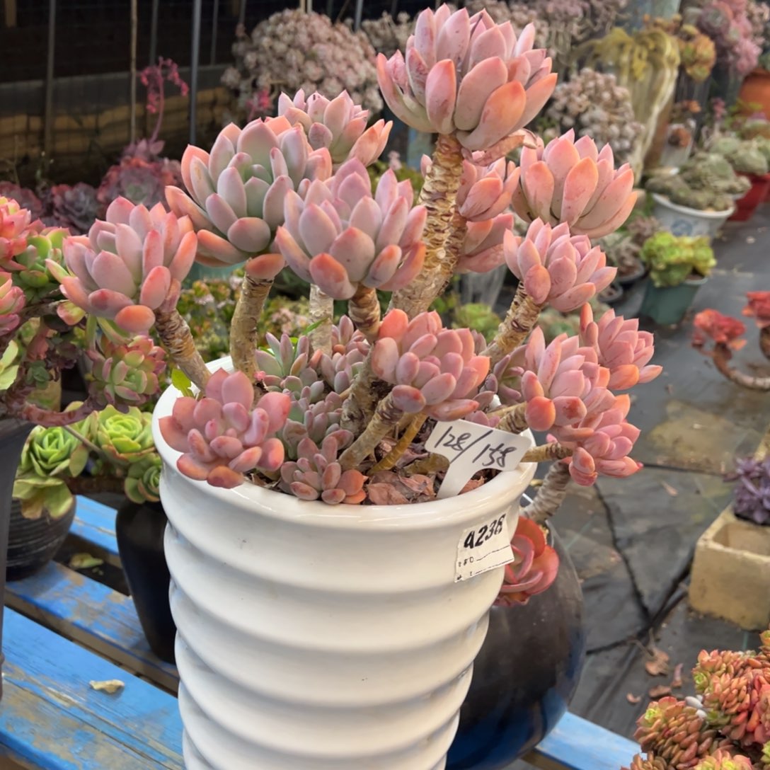 精控灰姑娘脱土发货