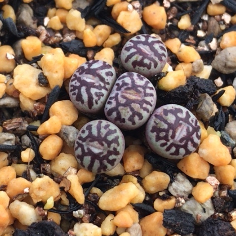 多肉肉锥 Y661墨小锥