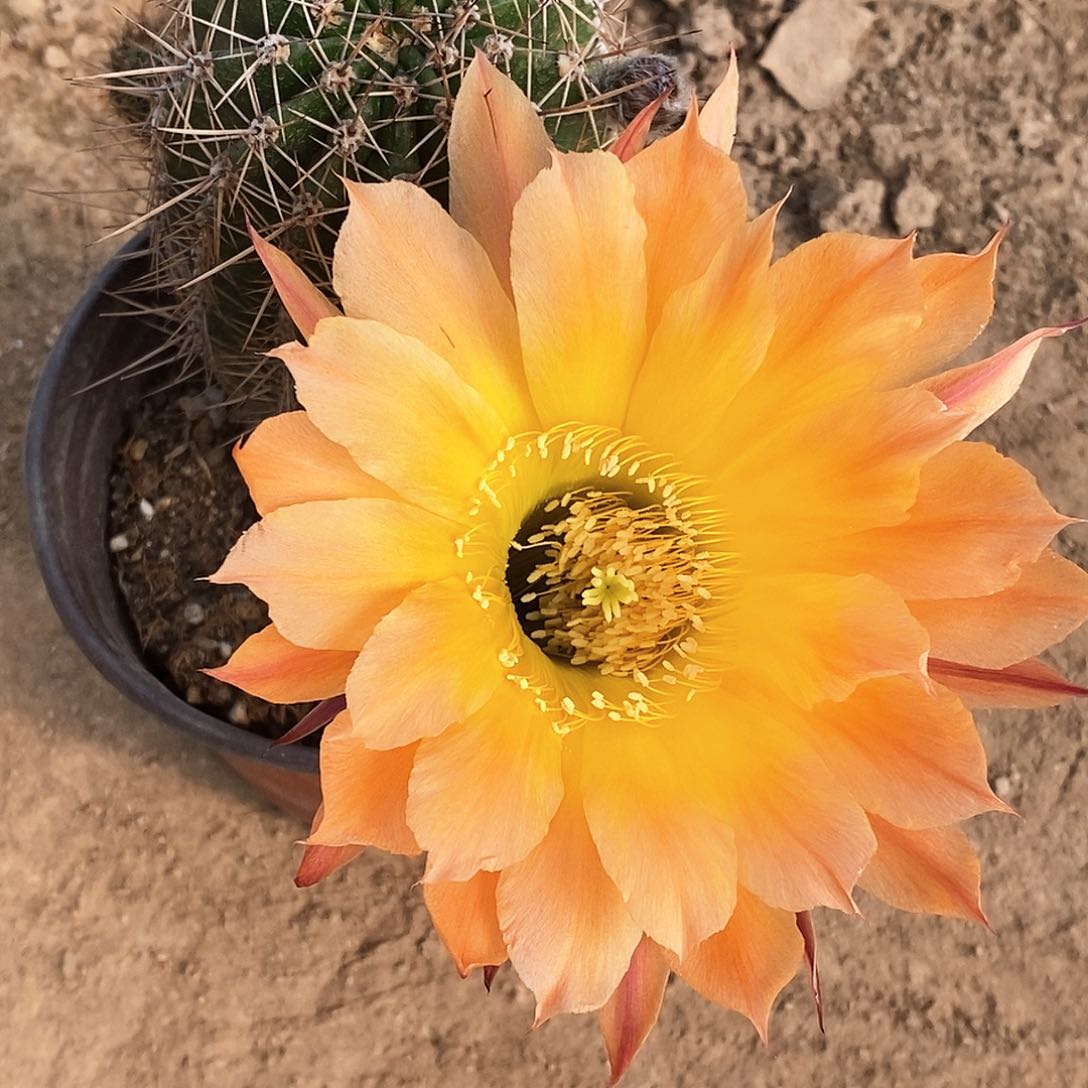 彩 我的梦/脱土脱盆20包邮/