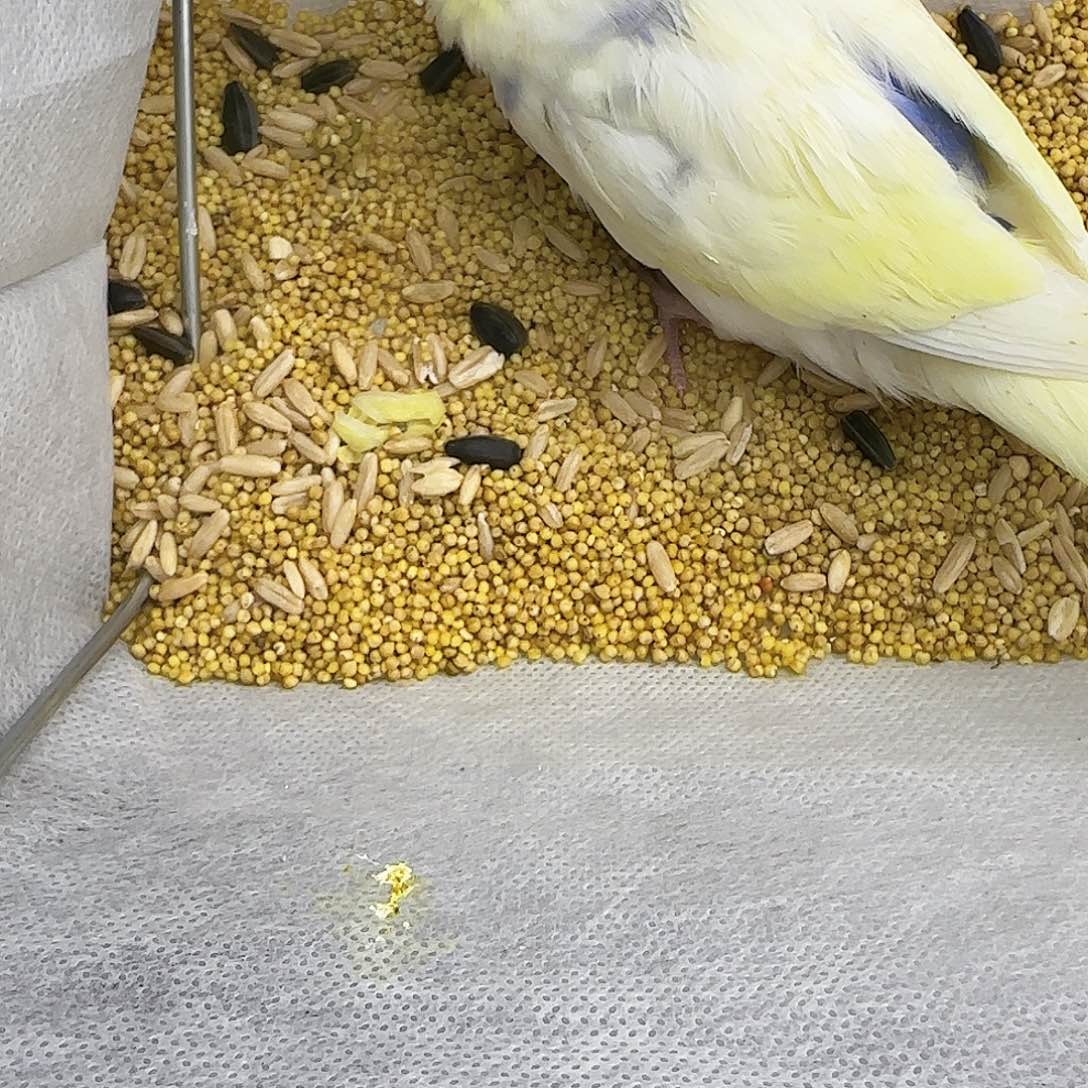 虎皮鹦鹉金彩金彩