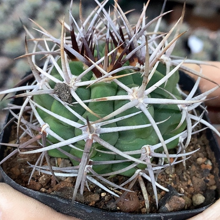 孤品实生优选狂密包刺五十铃碧岩玉