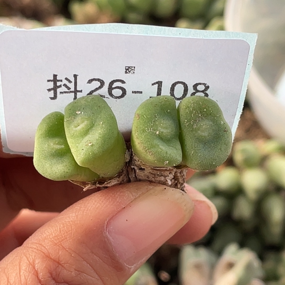 猪***儿26-108肉锥多肉植物