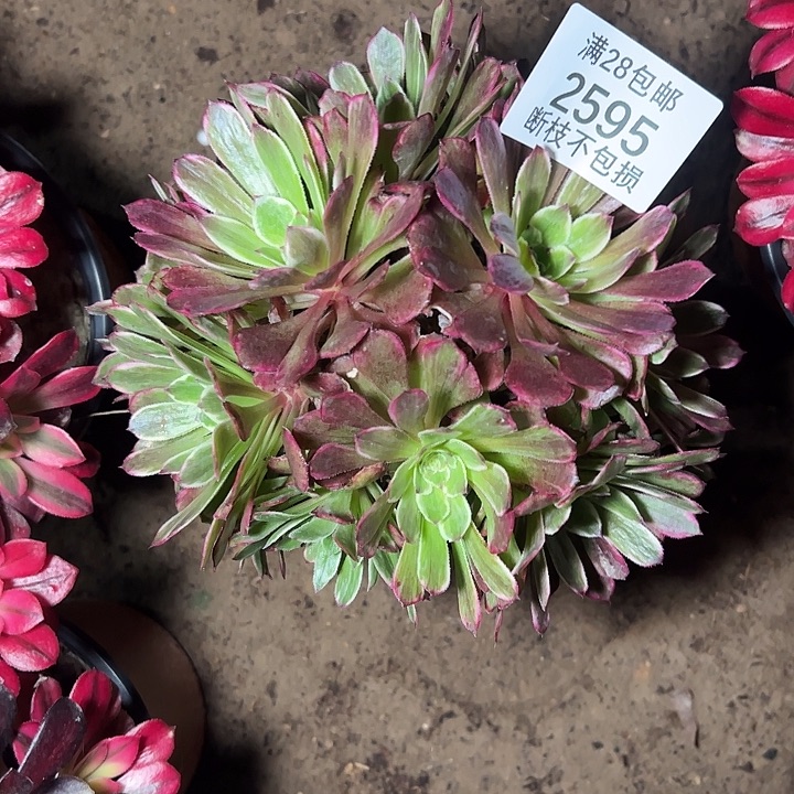 2595水墨画多肉植物