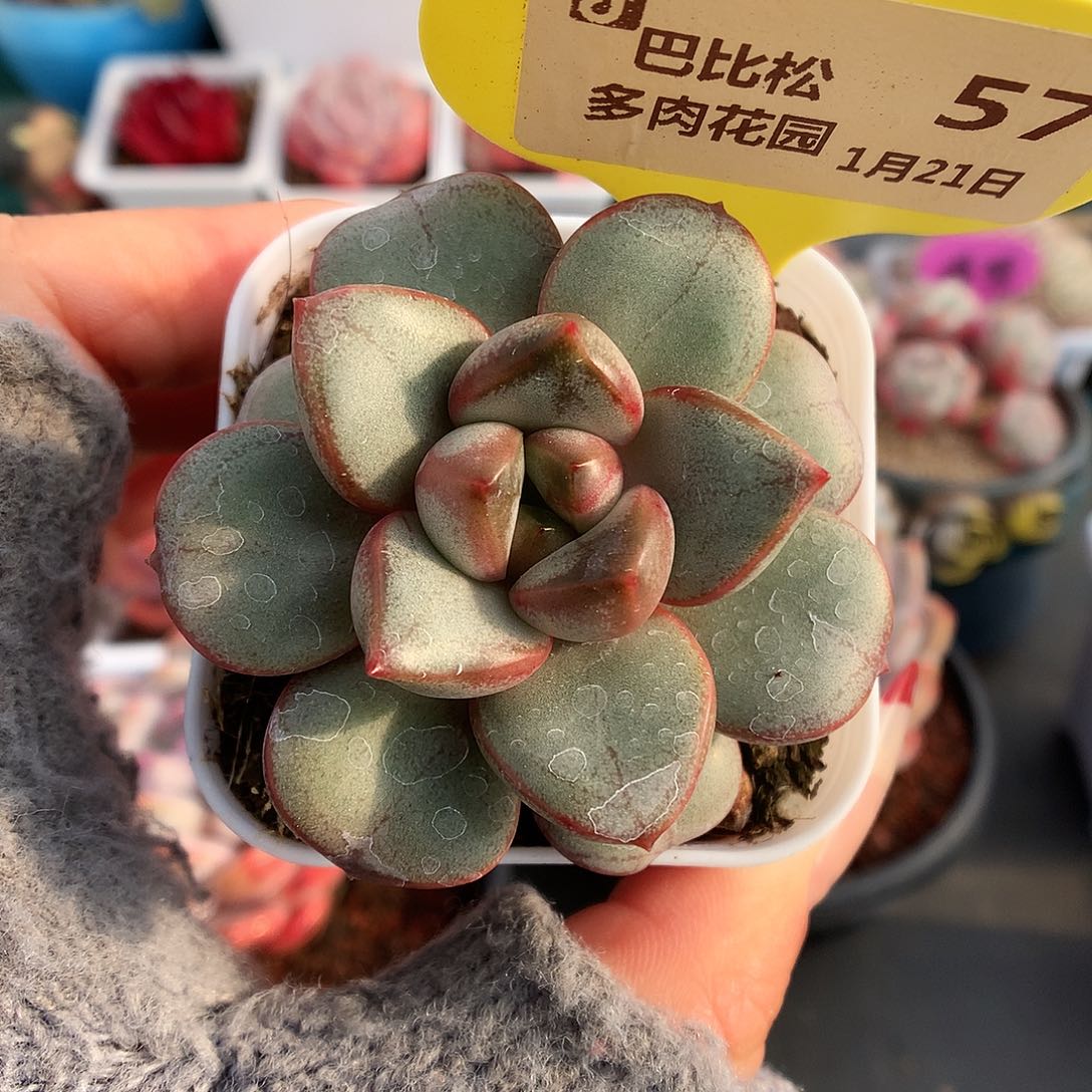 57葡萄多肉植物一个