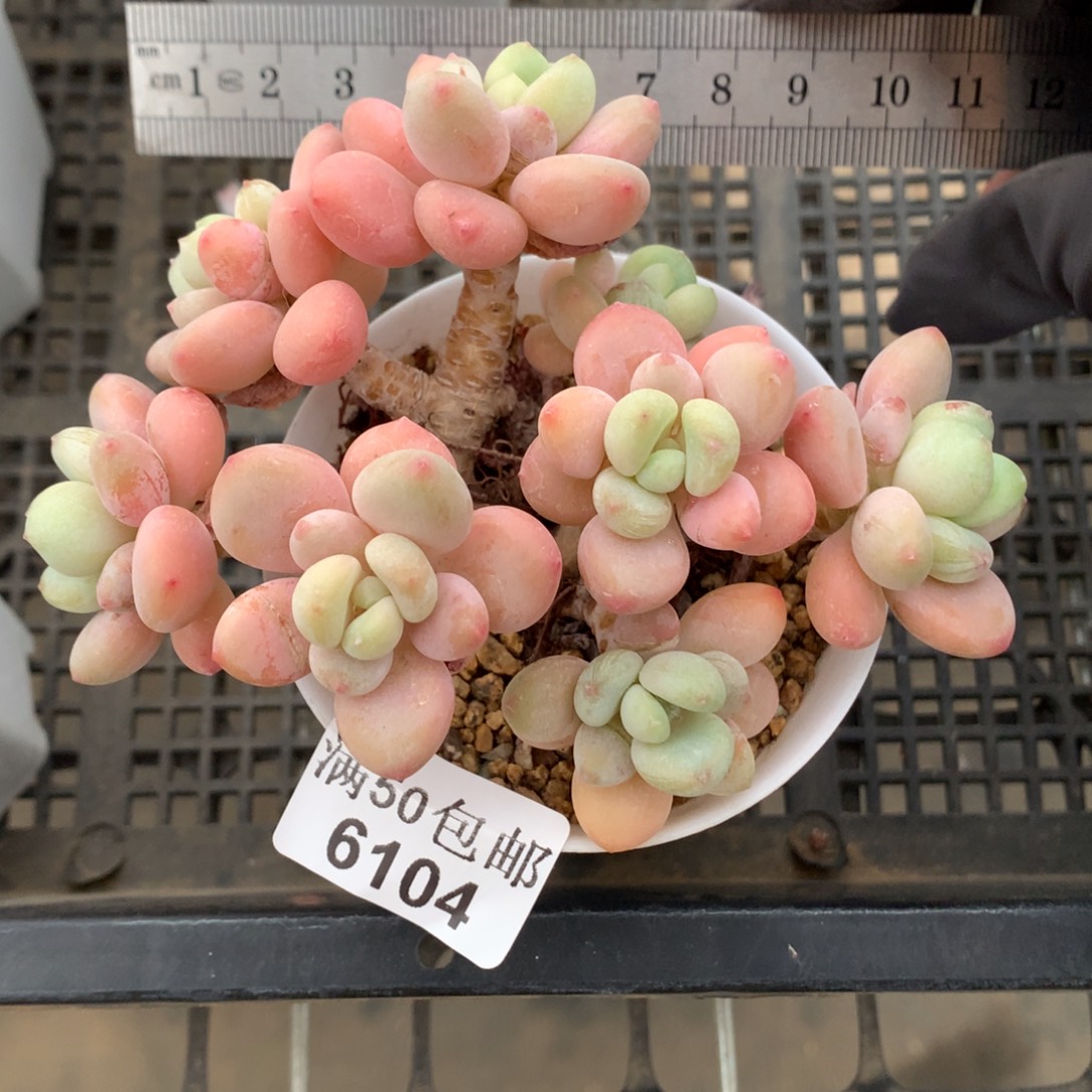 6104。老桩洛神整群。  