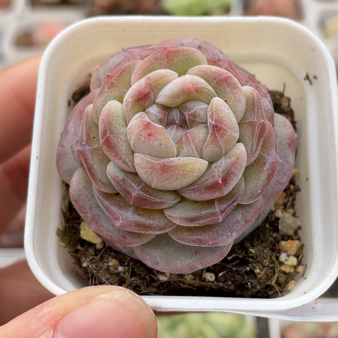 甜***力782号糖心冰心珍妮