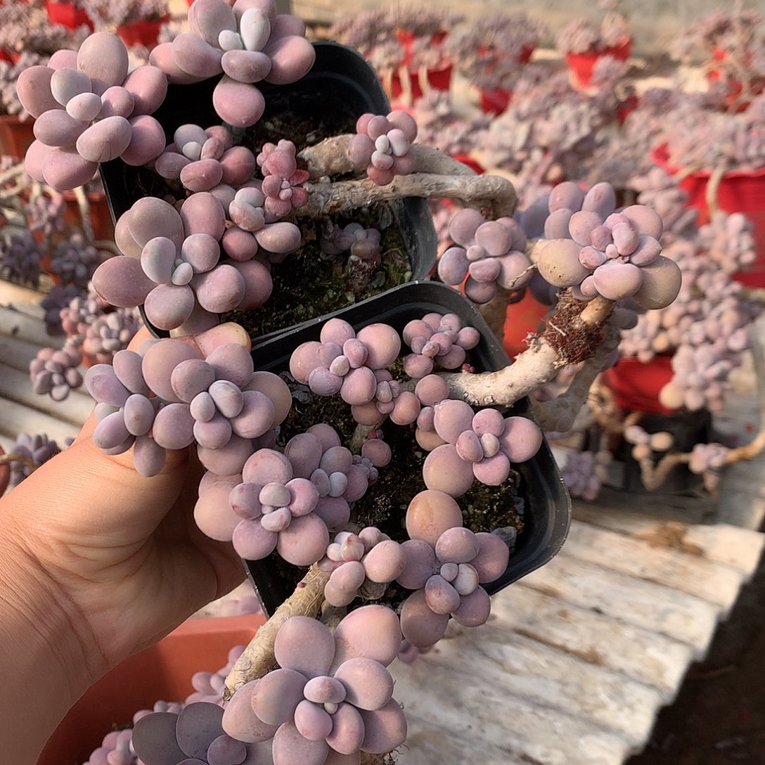 桃蛋老桩有蹭头不带盆25号