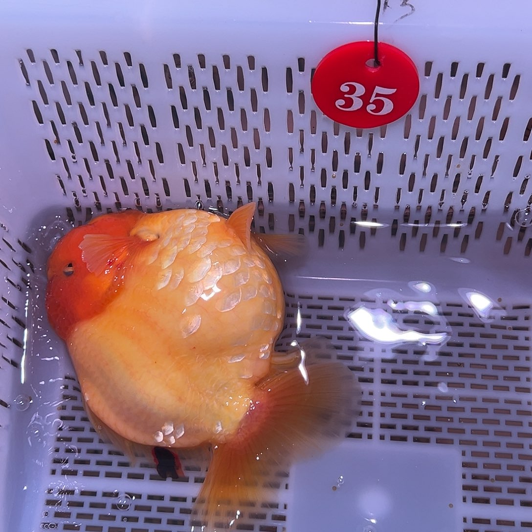 你是谁了你是谁的谁是