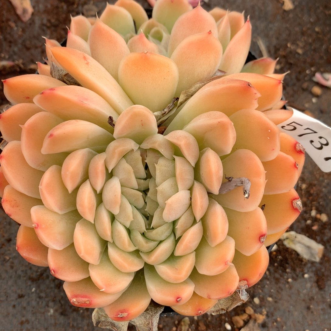 5737杂交多肉老桩