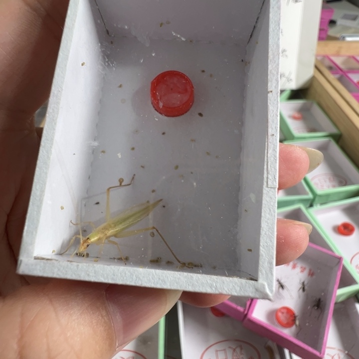 青竹林一只合适漂亮
