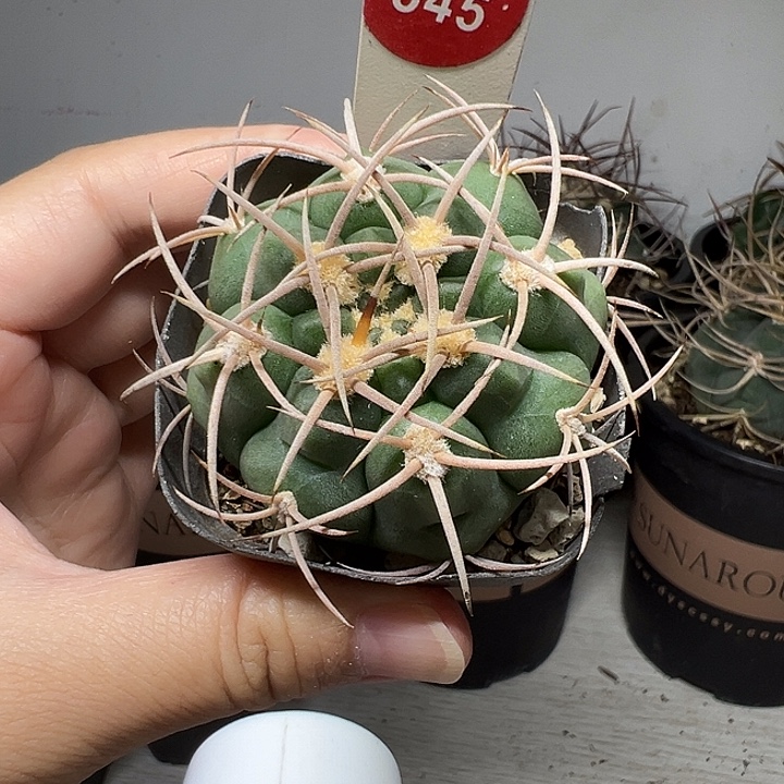 实生狂刺剑魔玉5.1cm