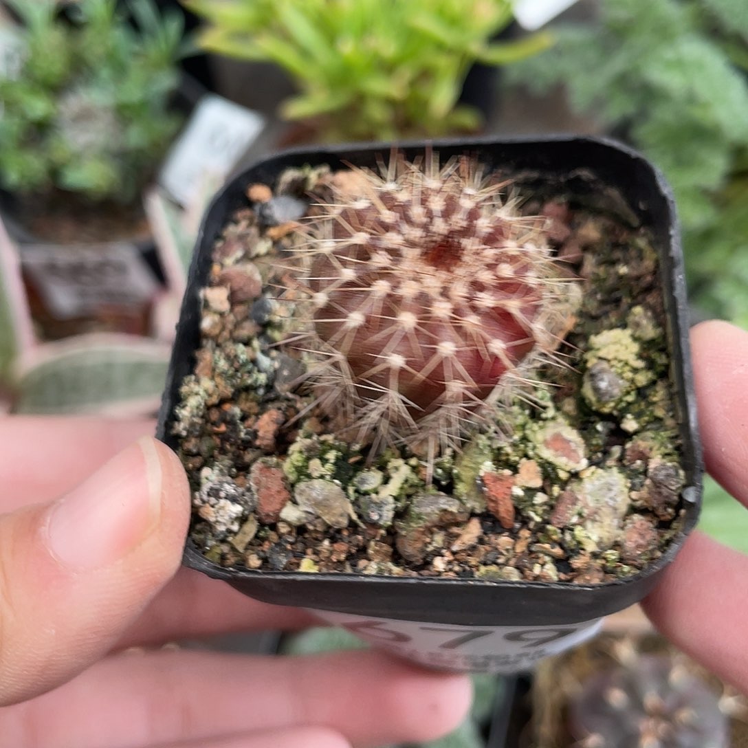 679紫皮优博球（满18元包邮）