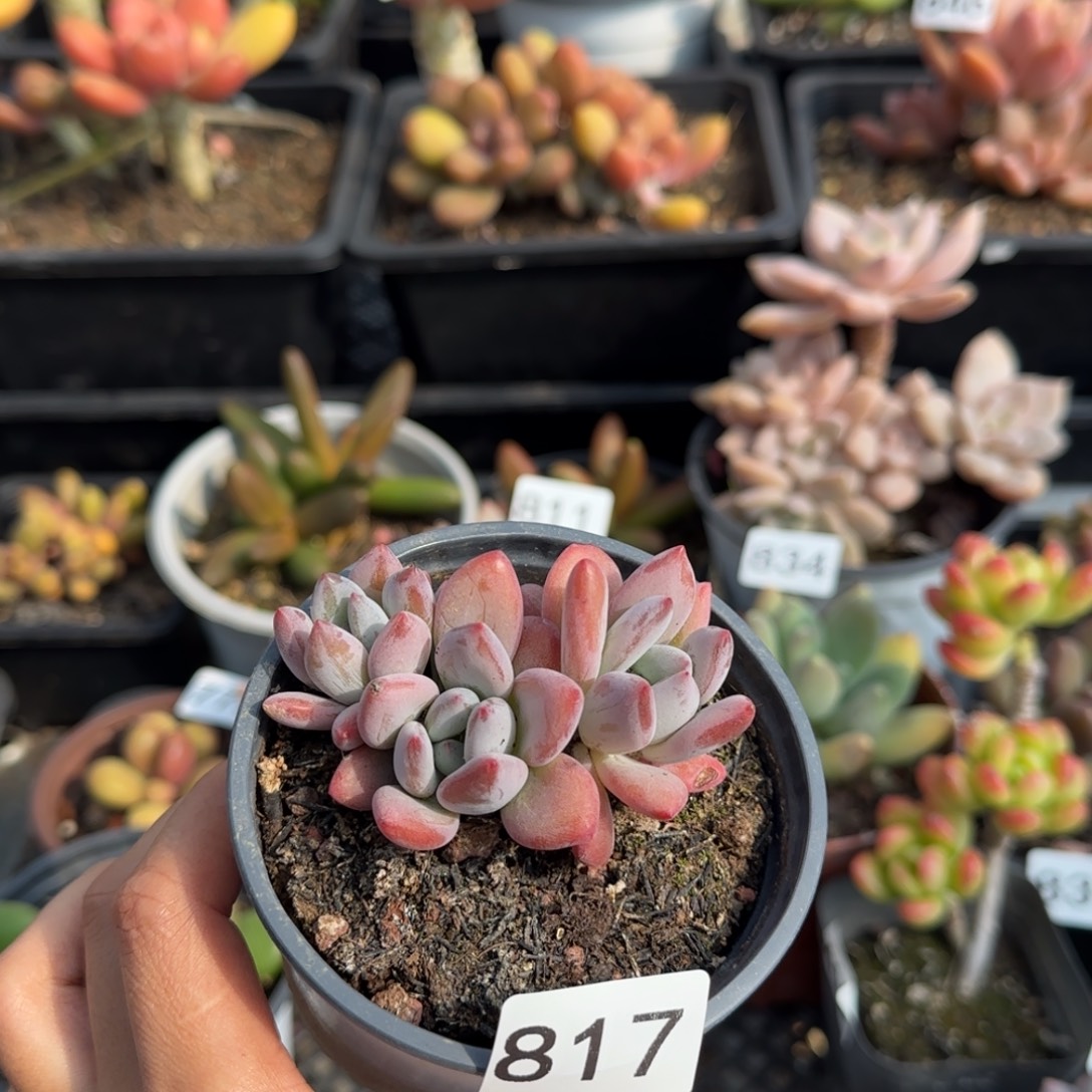 817号一物一拍一物一拍