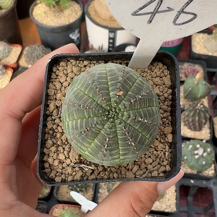 46号布纹球仙人球