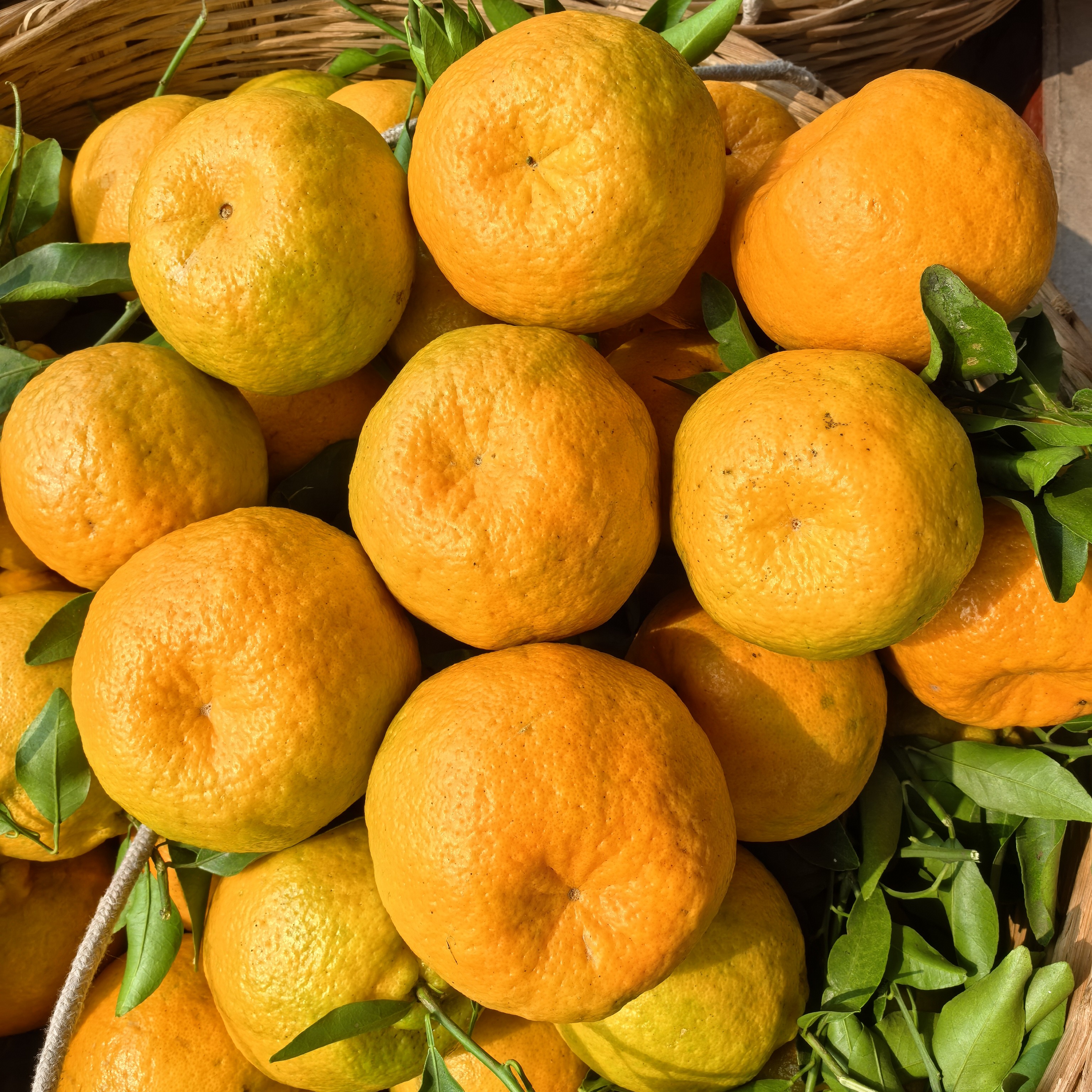 四川乐山老树椪柑芦柑脆甜多汁