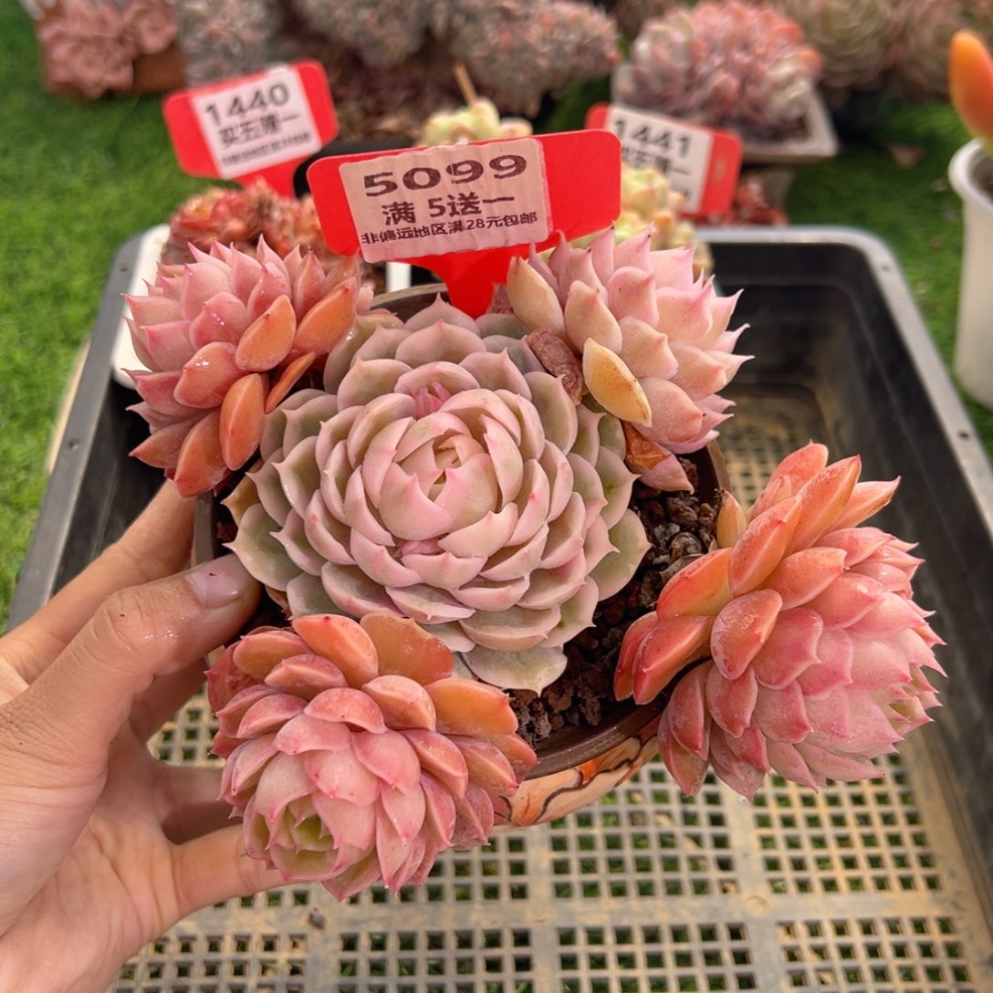 表妹精品多肉5099.