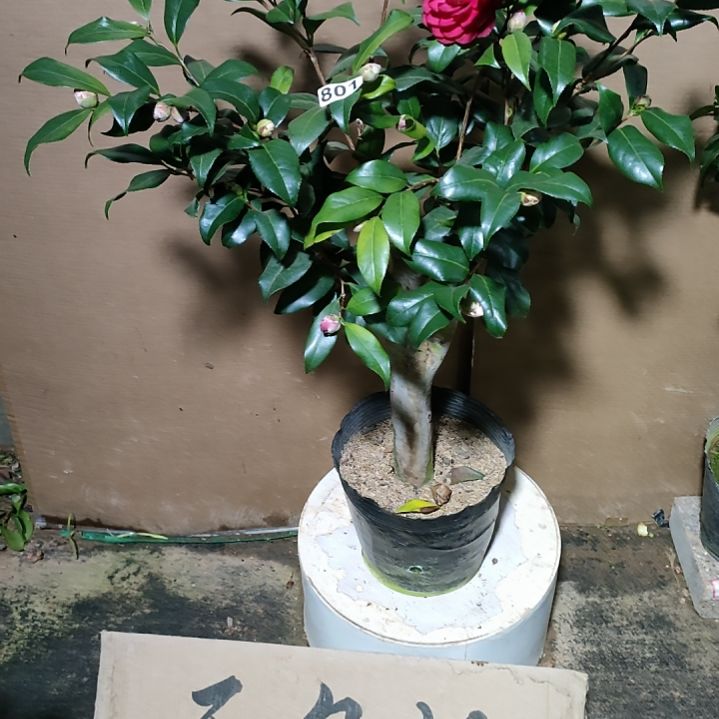 801五品，原盆原土发货，不包邮