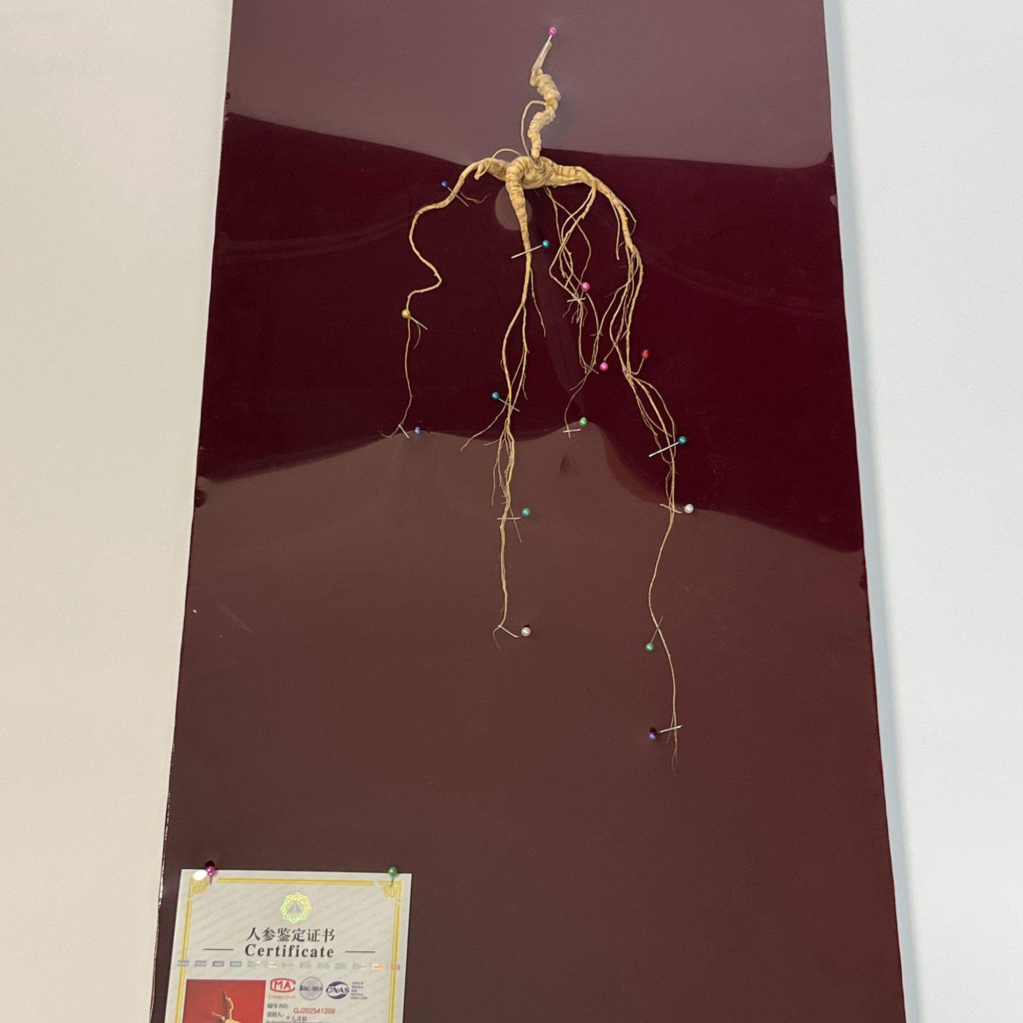 长白山脉高年份国检特等80版生晒参