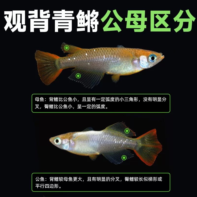 观背青鳉冷水淡水观赏鱼无需加温打氧皮实好养适合新手